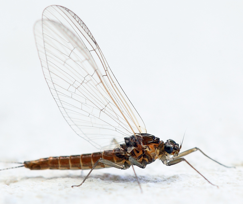 Baetis rhodani?